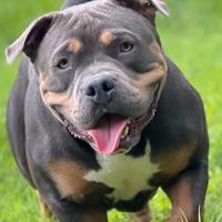 American bully pocket tricolor