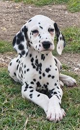 Cucciolo dalmata