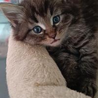 Femmina e maschietto gatto siberiano su prenotazio