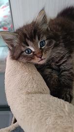 Femmina e maschietto gatto siberiano su prenotazio