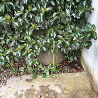Siepe  sempre verde photinia