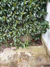 Siepe  sempre verde photinia