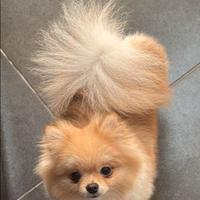 Spiz di pomeridiana originale femmina da borsetta