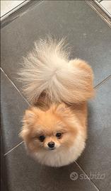 Spiz di pomeridiana originale femmina da borsetta