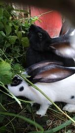 Maschio gigante Pezzato