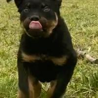 Rottweiler cuccioli