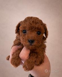 Splendidi cuccioli di barboncino