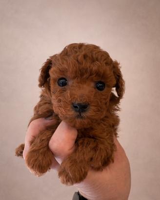 Splendidi cuccioli di barboncino