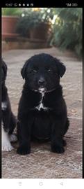 Cucciolo 2 mesi