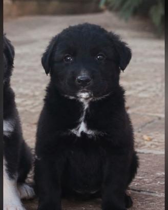 Cucciolo 2 mesi