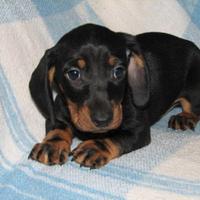 Bassotto nano maschietti