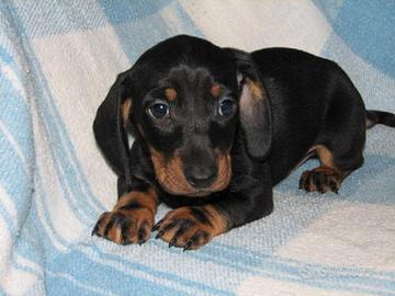 Bassotto nano maschietti