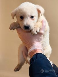 Meravigliosi cuccioli incrocio di labrador