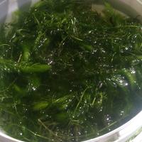 Ceratophyllum Demersum pianta laghetto