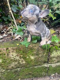 Cucciole di bulldog francese