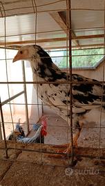 Livornese exquelter 5+1