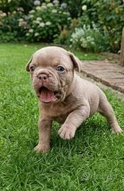 Exotic Bulldog Francese: cuccioli selezionati