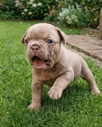 Exotic Bulldog Francese: cuccioli selezionati