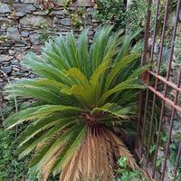 Cycas