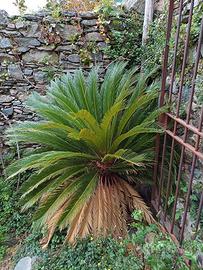 Cycas