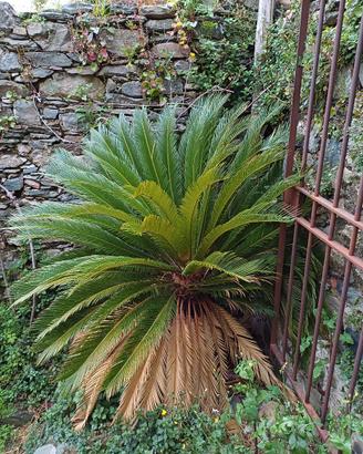 Cycas