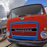 Om leoncino