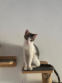 Cucciola bianca e grigia