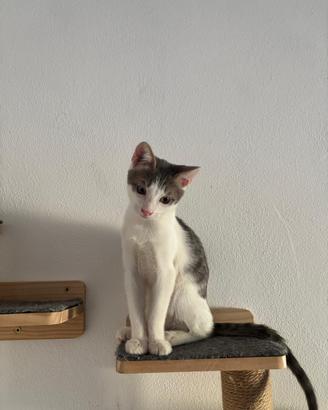Cucciola bianca e grigia