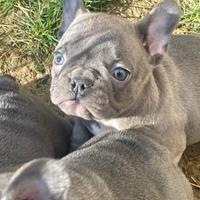 Disponibili maschietti di Bulldog Francese esotico