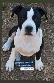 Cucciolo amstaff