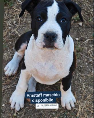 Cucciolo amstaff