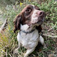 Cuccioli di springer spaniel