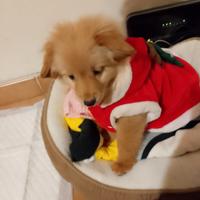 Cuccio da caccia e da compagnia