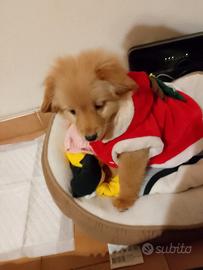 Cuccio da caccia e da compagnia