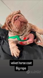 Buldog francese stallone