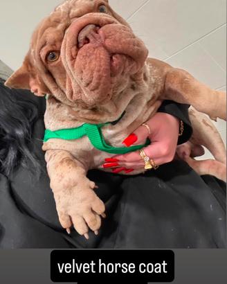 Buldog francese stallone