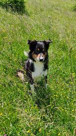 Border collie