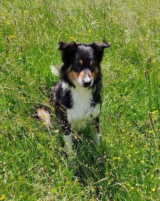 Border collie