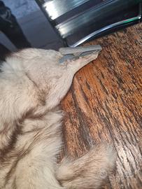 sciarpa di volpe originale