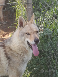 Cuccioli cane lupo cecoslovacco