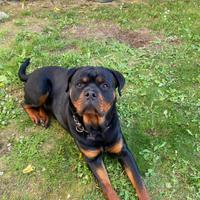 Rottweiler di 14 mesi maschio con pedigree