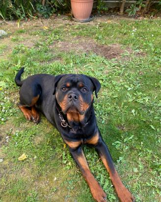 Rottweiler di 14 mesi maschio con pedigree