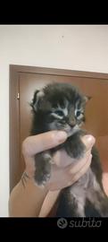 cuccioli Maine coon 