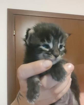 cuccioli Maine coon 