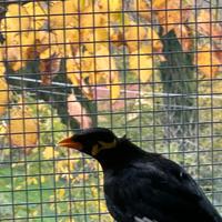 Coppia riproduttiva di merli indiani