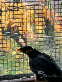 Coppia riproduttiva di merli indiani