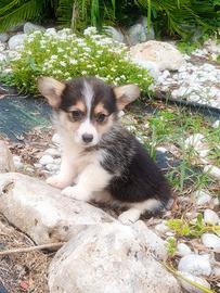 Welsh corgi Pembroke pedigree Enci