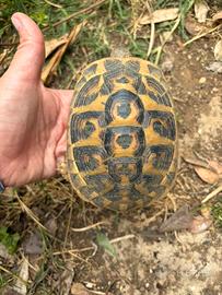 Tartaruga