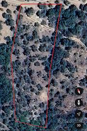 Terreno coltivato ad Uliveto