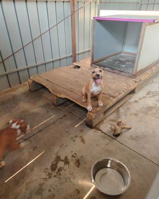 Cucciole amstaff